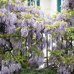 Wisteria in Montmartre - Every Day Paris 