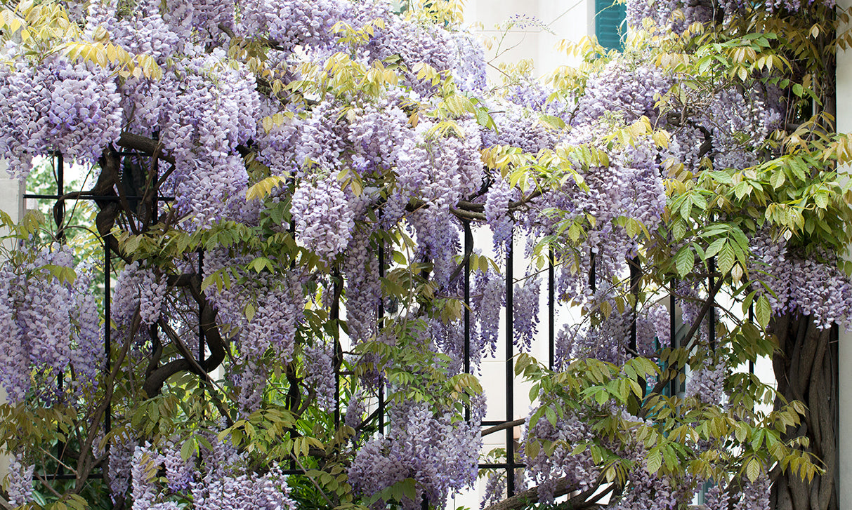 Wisteria in Montmartre - Every Day Paris 