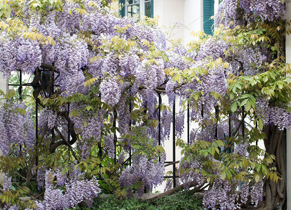 Wisteria in Montmartre - Every Day Paris 