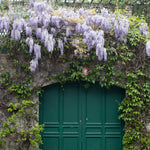 Purple Wisteria in Montmartre - Every Day Paris 