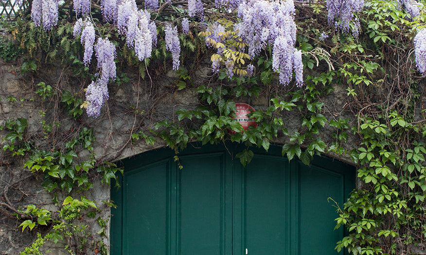 Purple Wisteria in Montmartre - Every Day Paris 