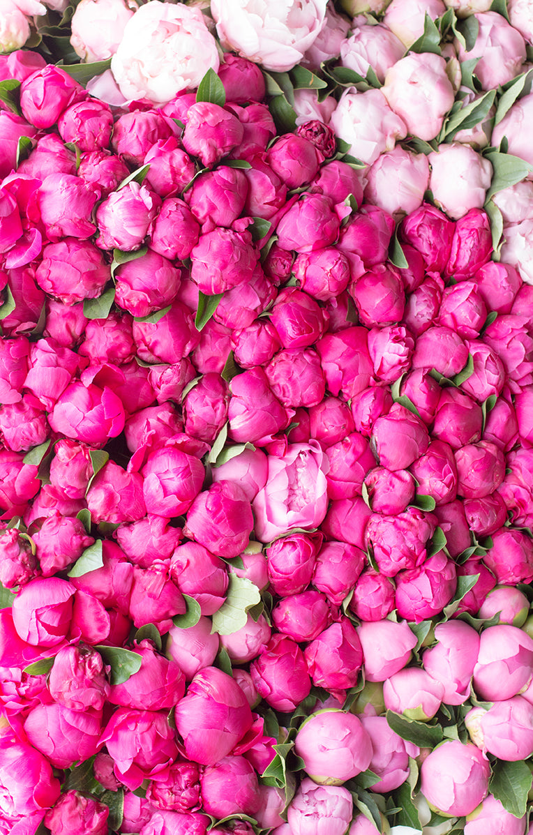 Paris Pink Peonies - Every Day Paris 