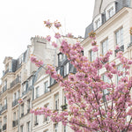 Cherry Blossoms in Paris France - Every Day Paris 