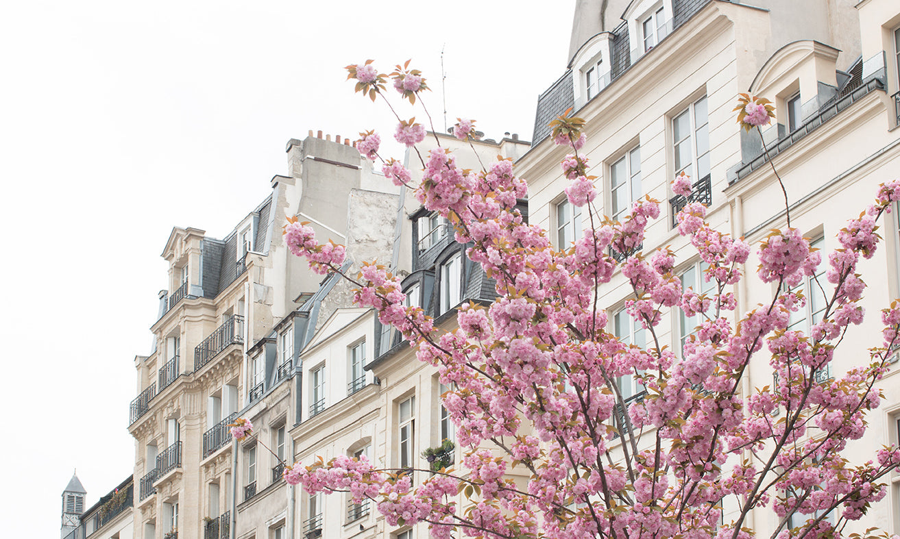 Cherry Blossoms in Paris France - Every Day Paris 