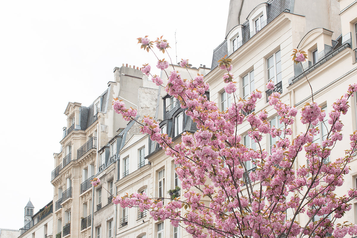 Cherry Blossoms in Paris France - Every Day Paris 
