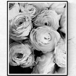 Black and White Ranunculus - Every Day Paris 