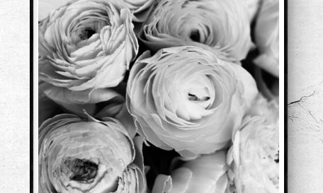 Black and White Ranunculus - Every Day Paris 