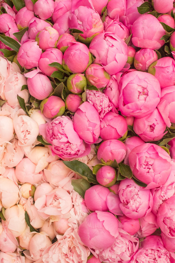 Paris Pink Peony Season - Every Day Paris 