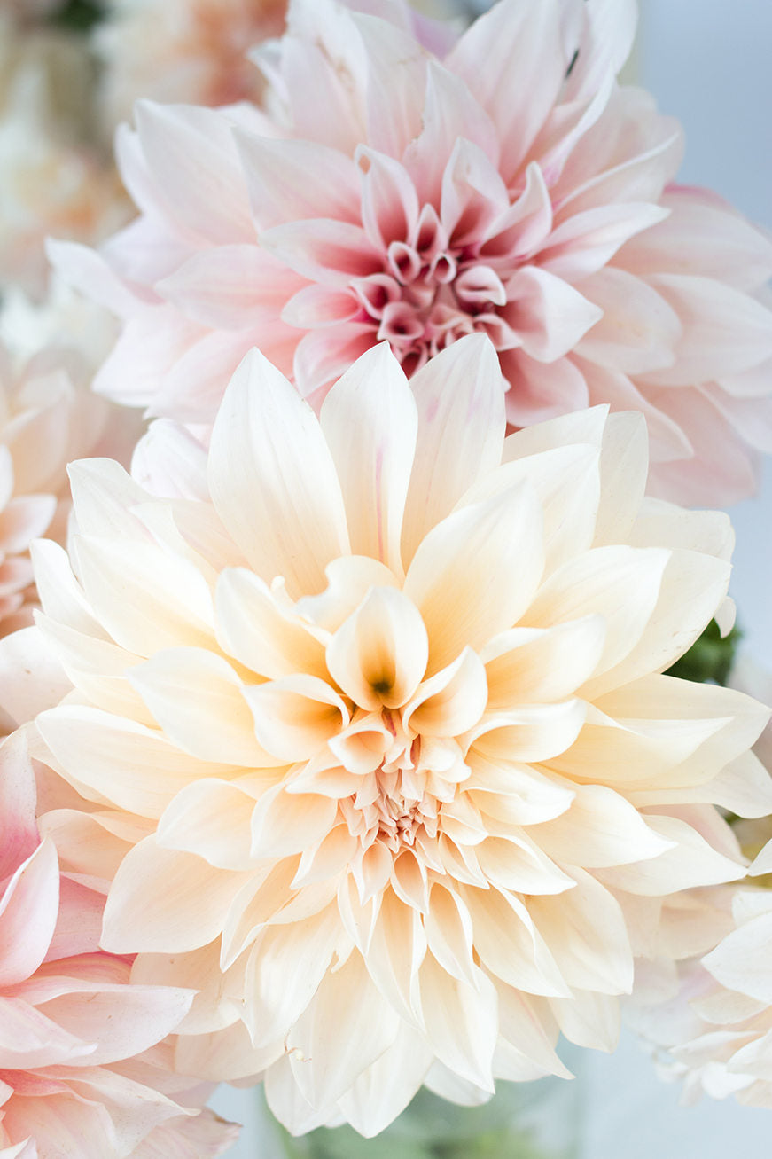 Pink Dahlia Cafe au Lait - Every Day Paris 