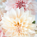 Pink Dahlia Cafe au Lait - Every Day Paris 