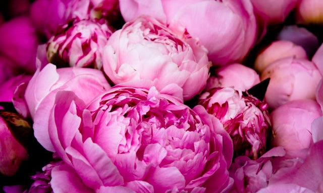 Fragrant Bright Pink Peonies - Every Day Paris 