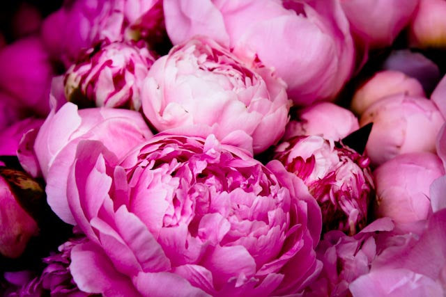 Fragrant Bright Pink Peonies - Every Day Paris 