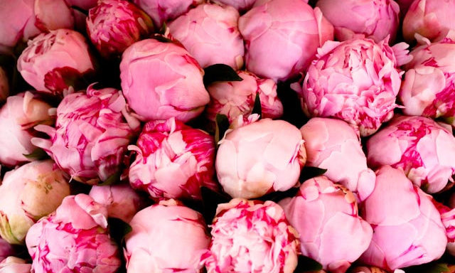Pink Peonies in Southern France - Every Day Paris 