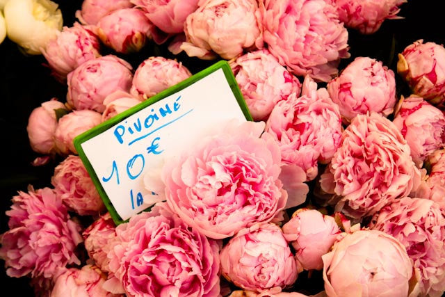 Fragrant Pink Peonies in Southern France - Every Day Paris 