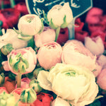 Romantic Ranunculus For Sale - Every Day Paris 