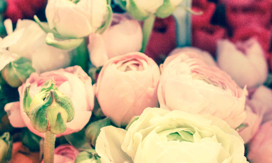 Romantic Ranunculus For Sale - Every Day Paris 