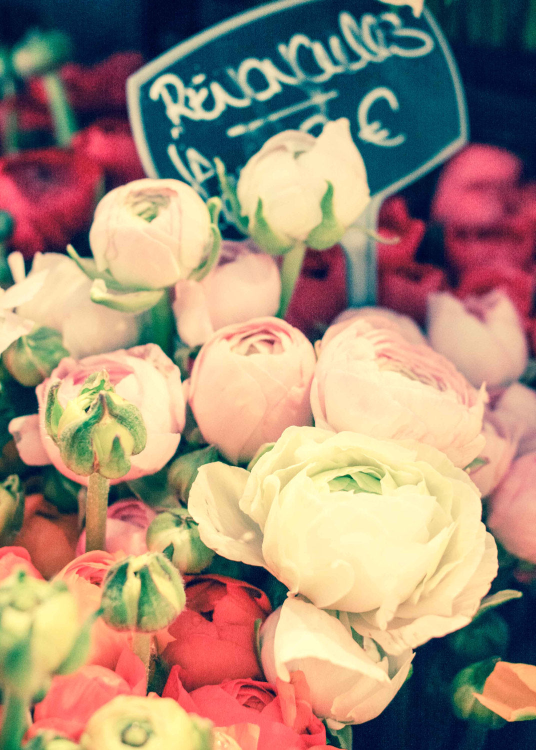 Romantic Ranunculus For Sale - Every Day Paris 