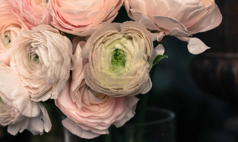 Pink Ranunculus for sale in Paris - Every Day Paris 