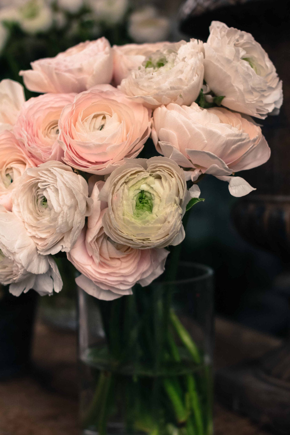 Pink Ranunculus for sale in Paris - Every Day Paris 