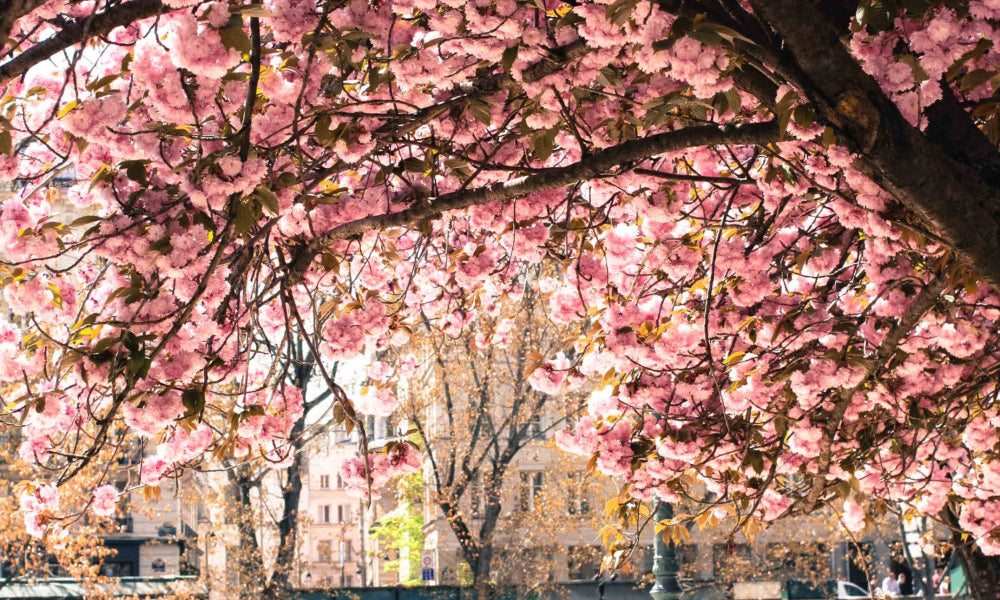 Underneath the Cherry Blossoms in Paris - Every Day Paris 