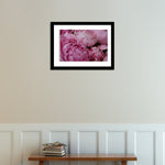 Fragrant Bright Pink Peonies - Every Day Paris 