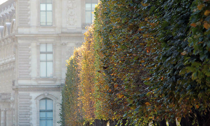 Weekend Light in the Tuileries - Every Day Paris 