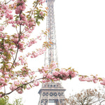 Pink Cherry Blossoms at The Eiffel Tower - Every Day Paris 