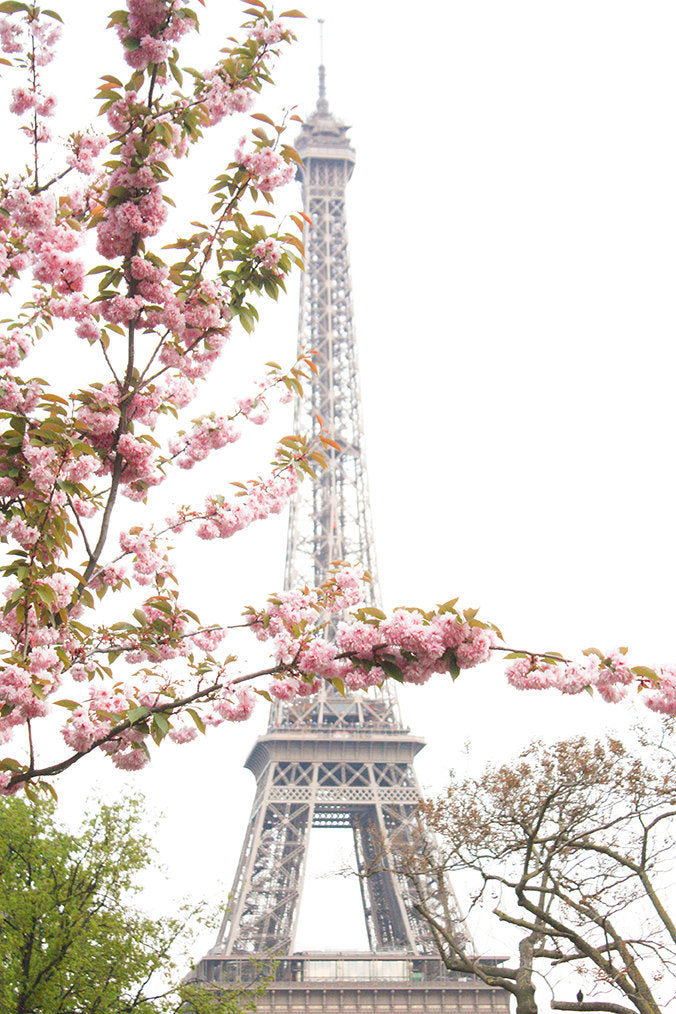 Pink Cherry Blossoms at The Eiffel Tower - Every Day Paris 