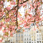 Spring by the Seine - Every Day Paris 