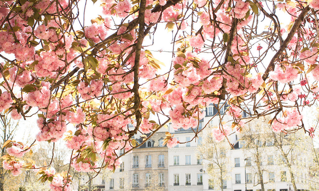 Spring by the Seine - Every Day Paris 
