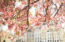 Spring by the Seine