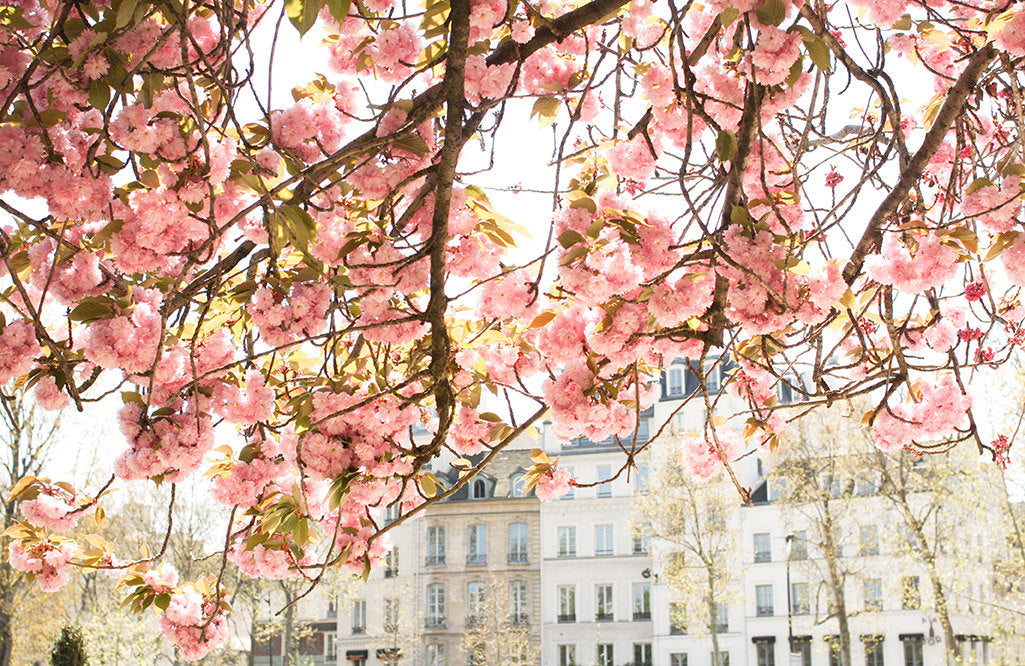 Spring by the Seine - Every Day Paris 
