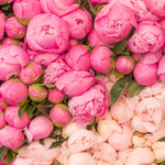Paris Peony Notebook - Every Day Paris 