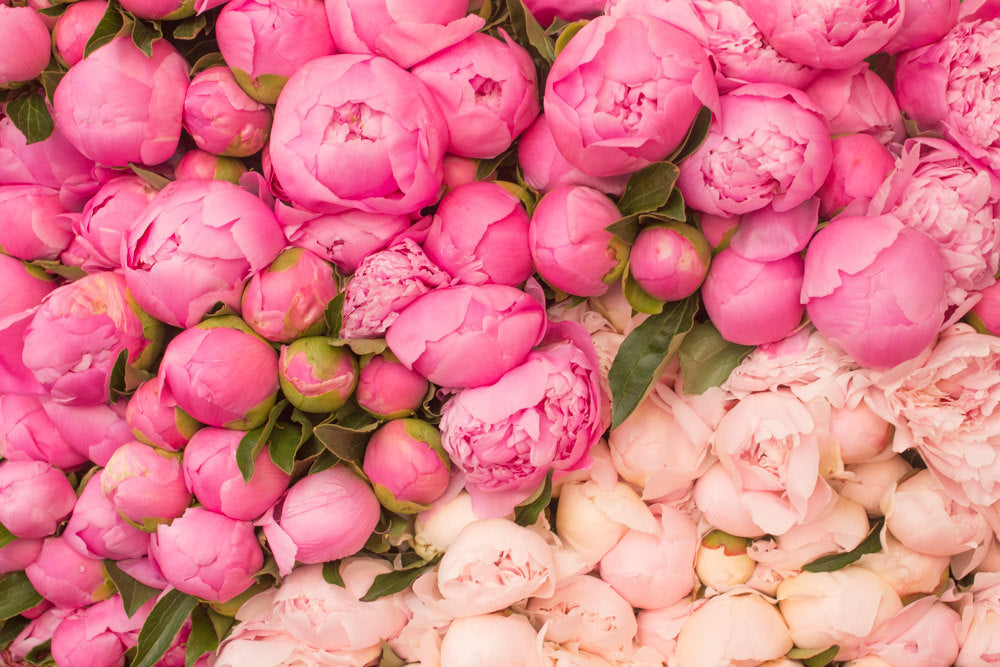 Paris Peony Notebook - Every Day Paris 