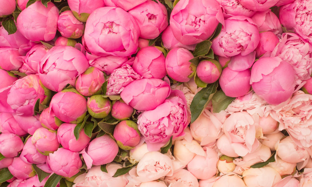 Paris Peony Notebook - Every Day Paris 