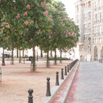 Spring in Place Dauphine - Every Day Paris 