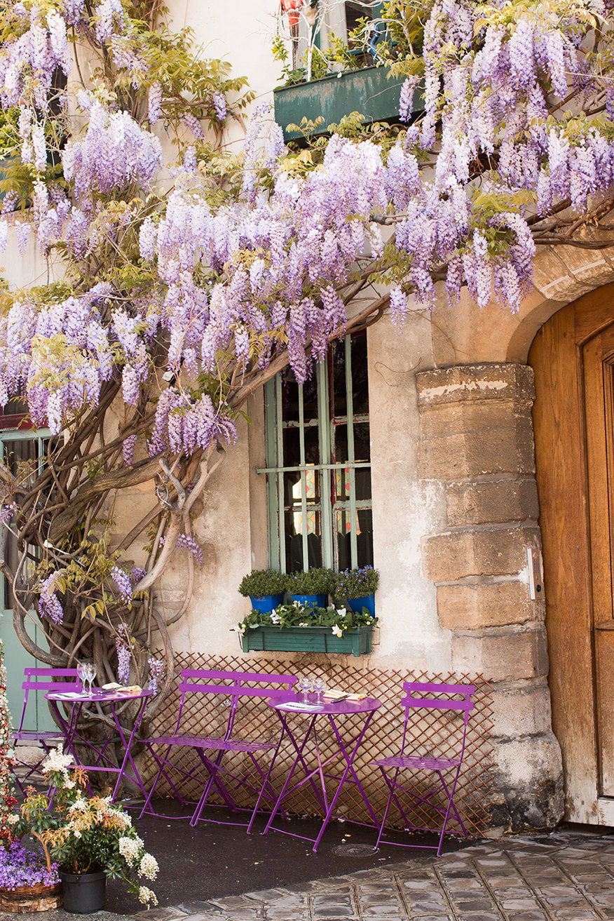 Purple Wisteria in Paris - Every Day Paris 