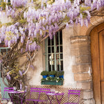 Purple Wisteria in Paris - Every Day Paris 