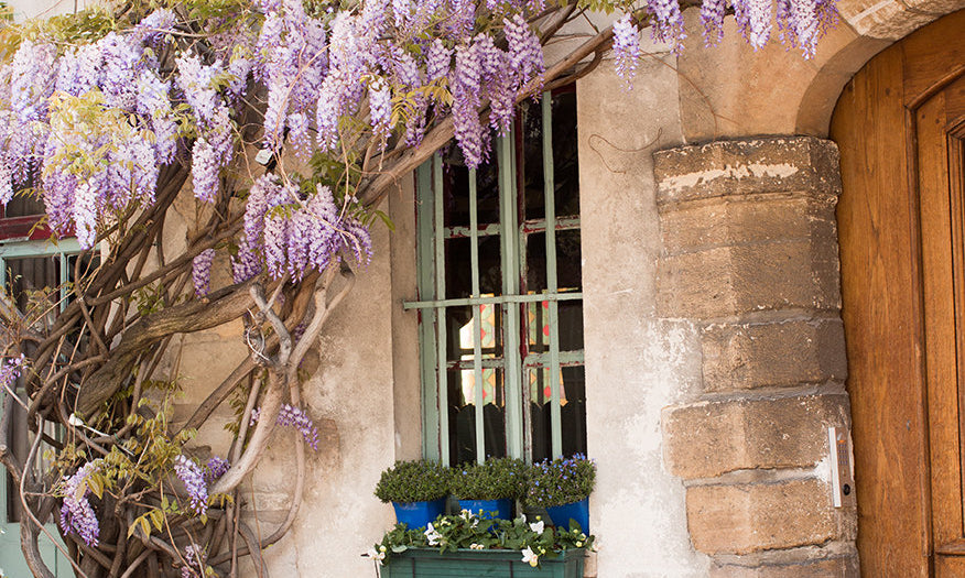 Purple Wisteria in Paris - Every Day Paris 