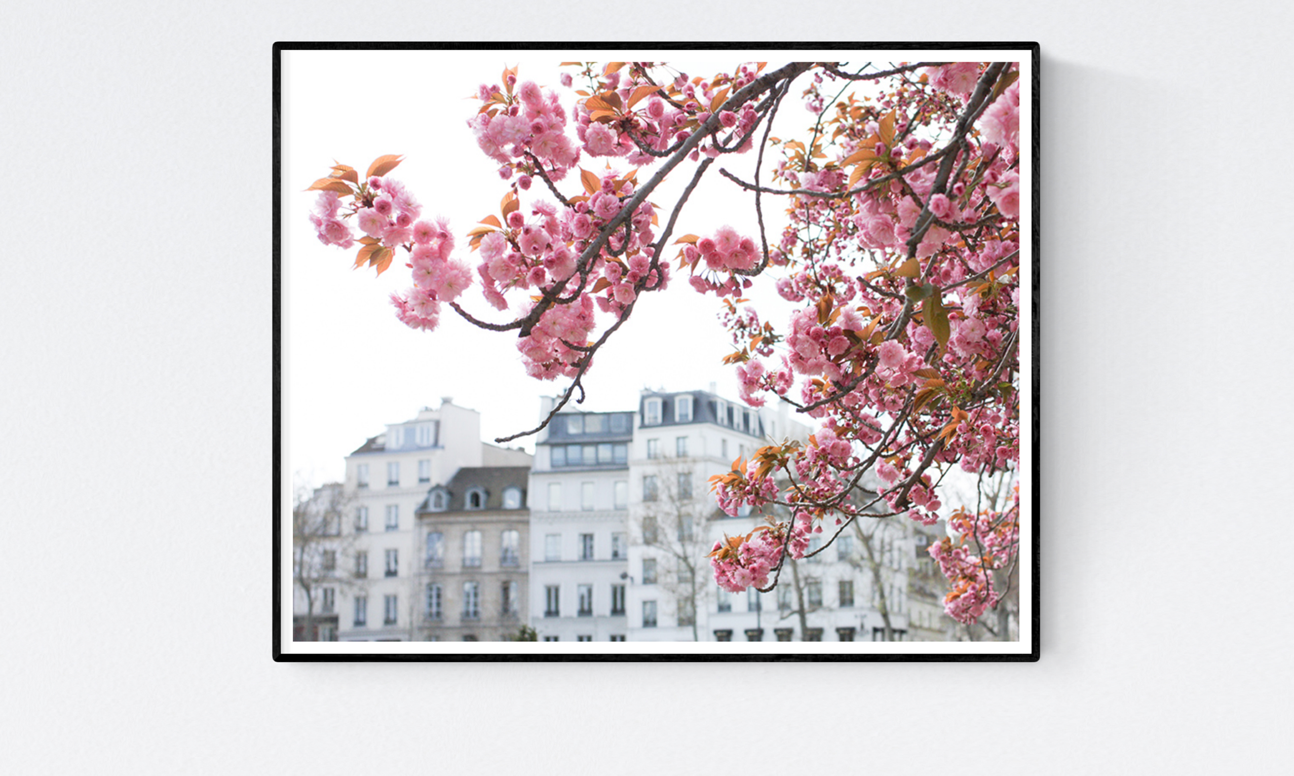 Seine Cherry Blossoms in Bloom - Every Day Paris 