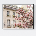 Pink Magnolia Trees in Paris - Every Day Paris 