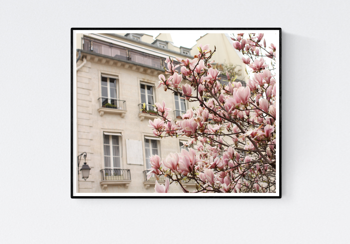 Pink Magnolia Trees in Paris - Every Day Paris 