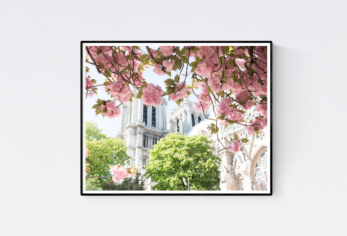 Notre Dame Cherry Blossoms in Paris - Every Day Paris 