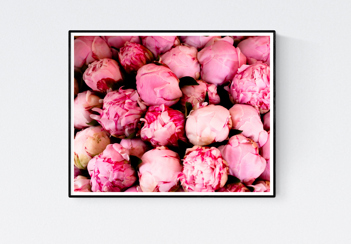 Pink Peonies in Southern France - Every Day Paris 