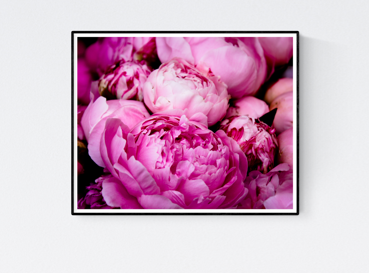 Fragrant Bright Pink Peonies - Every Day Paris 