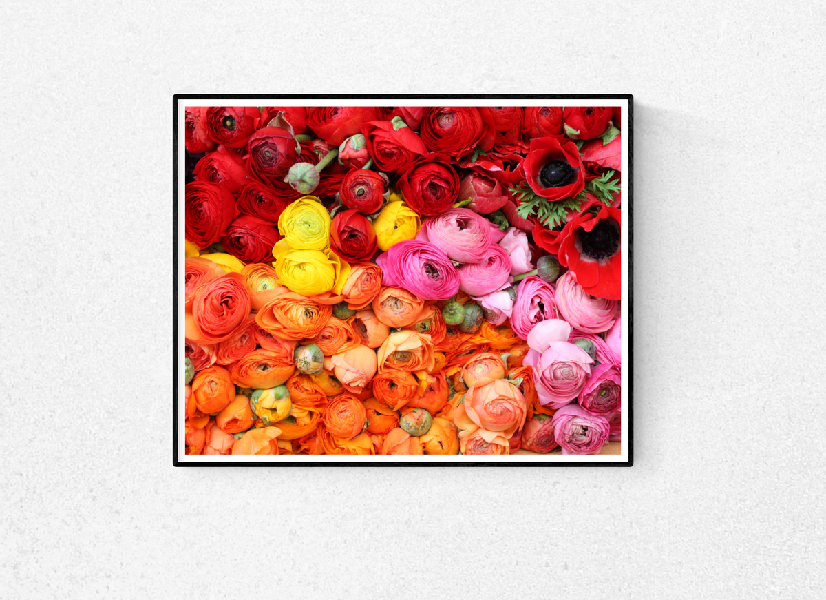 Colorful Ranunculus For Sale in Paris - Every Day Paris 